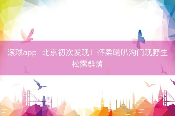 滚球app  北京初次发现！怀柔喇叭沟门现野生松露群落