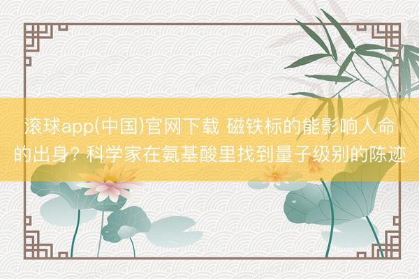 滚球app(中国)官网下载 磁铁标的能影响人命的出身? 科学家在氨基酸里找到量子级别的陈迹