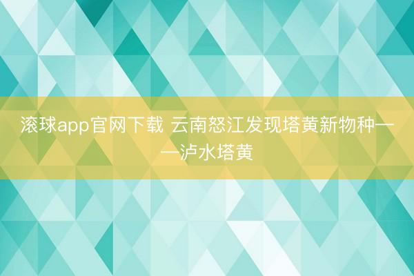 滚球app官网下载 云南怒江发现塔黄新物种——泸水塔黄
